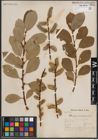 Foto von Salix caprea L.